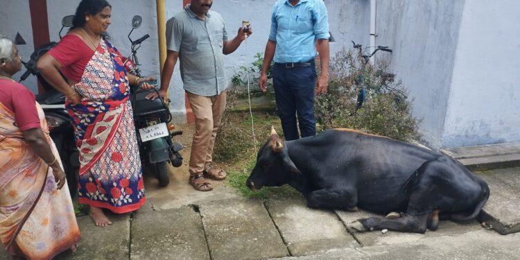 കാളക്കൂറ്റൻ ഉടമയെ തിരയുന്നു.