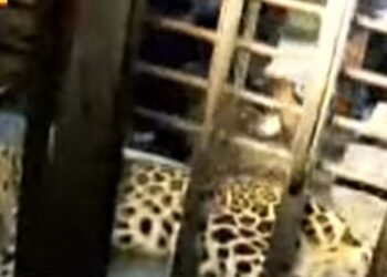 നെമ്മാറ അയിലൂരിൽ പുലിയെ കണ്ടെത്തി.