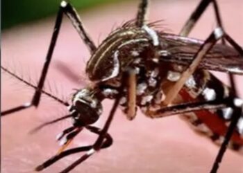 ഡെങ്കിപ്പനി: തീവ്രവ്യാപന സാധ്യത മുന്നില്‍ കണ്ട് ജാഗ്രത പാലിക്കണമെന്ന് ഡി.എം.ഒയുടെ മുന്നറിയിപ്പ്