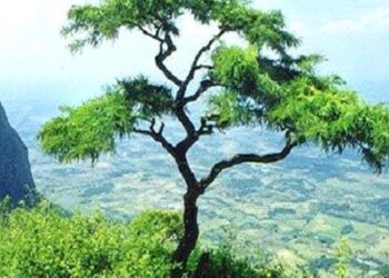 നെല്ലിയാമ്പതിയിലേക്ക് വിനോദസഞ്ചാരികൾക്ക്  നിയന്ത്രണം ഏർപ്പെടുത്തി.