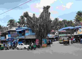 ആൽമരമുത്തശ്ശിയുടെ മുകുളങ്ങൾ വീണ്ടും വെട്ടി: ആൽമരം ഉണക്ക ഭീഷണയിൽ