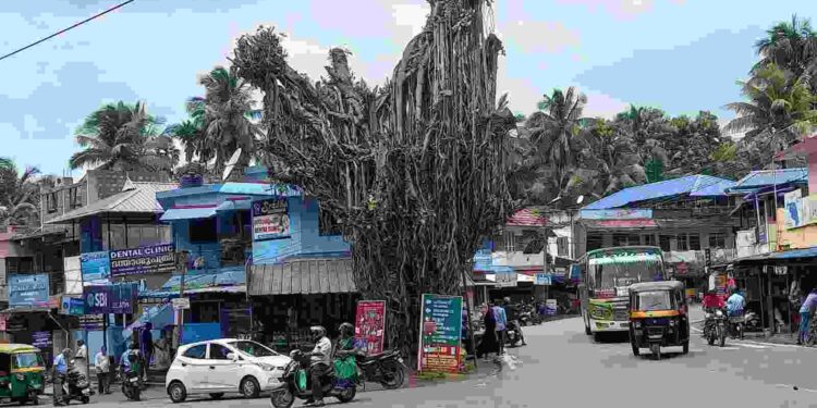 ആൽമരമുത്തശ്ശിയുടെ മുകുളങ്ങൾ വീണ്ടും വെട്ടി: ആൽമരം ഉണക്ക ഭീഷണയിൽ