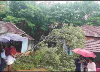 കാറ്റിലും മഴയിലും മരങ്ങൾ പൊട്ടിവീണു:പരക്കെ നാശം വിതച്ചു.