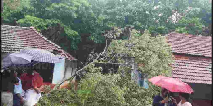 കാറ്റിലും മഴയിലും മരങ്ങൾ പൊട്ടിവീണു:പരക്കെ നാശം വിതച്ചു.
