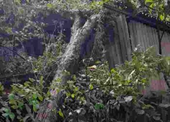 കെ എസ് ഇ ബി ഓഫീസിനു മുകളിൽ മരക്കൊമ്പു വീണു