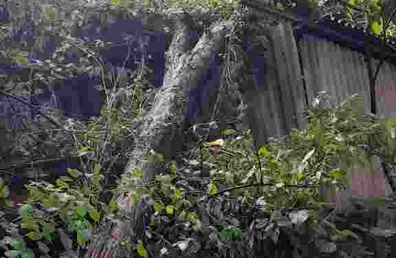 കെ എസ് ഇ ബി ഓഫീസിനു മുകളിൽ മരക്കൊമ്പു വീണു