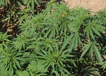 അട്ടപ്പാടിയിൽ കഞ്ചാവ് ചെടികള്‍ക്ക് തീയിട്ടു; നശിപ്പിച്ചത് 452 ചെടികള്‍