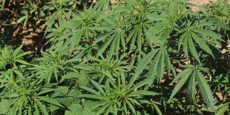 അട്ടപ്പാടിയിൽ കഞ്ചാവ് ചെടികള്‍ക്ക് തീയിട്ടു; നശിപ്പിച്ചത് 452 ചെടികള്‍