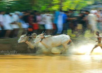 ചെളിയിൽ കുതിച്ച് പാഞ്ഞ് കാളക്കുട്ടന്മാർ; പാലക്കാട്ട് കാളപ്പൂട്ട് ആവേശം
