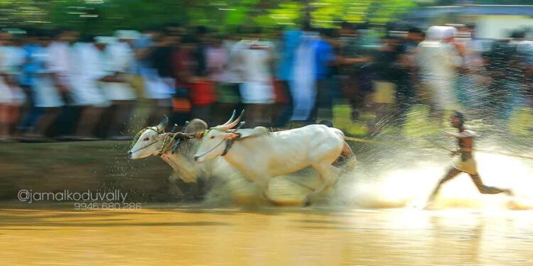 ചെളിയിൽ കുതിച്ച് പാഞ്ഞ് കാളക്കുട്ടന്മാർ; പാലക്കാട്ട് കാളപ്പൂട്ട് ആവേശം