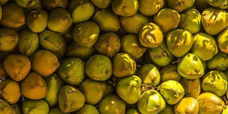 ജില്ലയില്‍ പച്ചത്തേങ്ങ സംഭരണം വൈകുന്നു