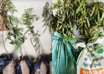 ജംഗ്ഷൻ റെയില്‍വേ സ്റ്റേഷനില്‍ ചെടിത്തൈകള്‍ എന്ന വ്യാജേന കടത്താൻ ശ്രമിച്ച കഞ്ചാവ് പിടികൂടി