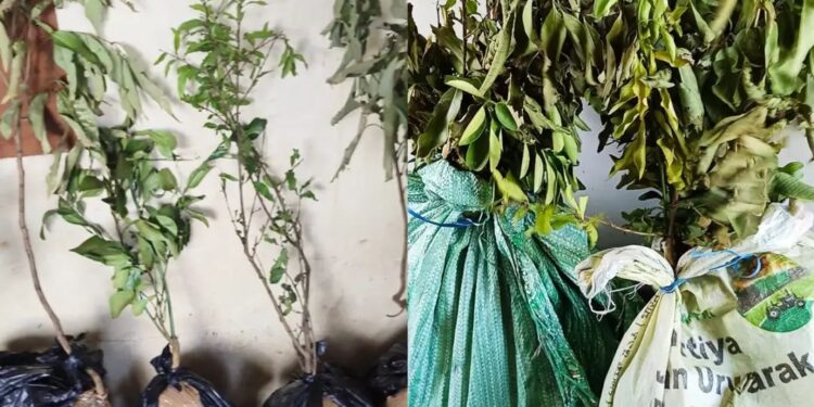 ജംഗ്ഷൻ റെയില്‍വേ സ്റ്റേഷനില്‍ ചെടിത്തൈകള്‍ എന്ന വ്യാജേന കടത്താൻ ശ്രമിച്ച കഞ്ചാവ് പിടികൂടി