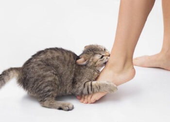 പൂച്ച മാന്തിയതിനെ തുടർന്ന് കുത്തിവയ്പെടുത്ത യുവതിക്ക് അലർജിയും ക്ഷീണവും തളർച്ചയുമെന്ന് പരാതി.