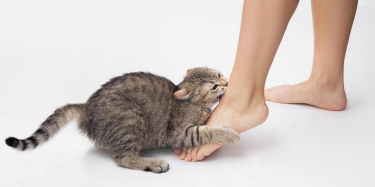 പൂച്ച മാന്തിയതിനെ തുടർന്ന് കുത്തിവയ്പെടുത്ത യുവതിക്ക് അലർജിയും ക്ഷീണവും തളർച്ചയുമെന്ന് പരാതി.