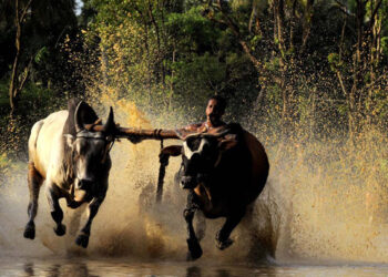 ആലത്തൂരിലെ കാളപൂട്ട് മത്സര ഭാരവാഹികൾക്കെതിരെ കേസെടുത്ത് പൊലിസ്.
