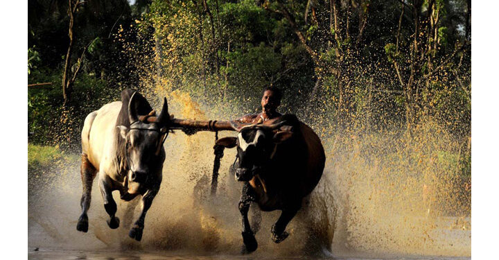 ആലത്തൂരിലെ കാളപൂട്ട് മത്സര ഭാരവാഹികൾക്കെതിരെ കേസെടുത്ത് പൊലിസ്.