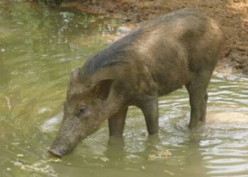 എലപ്പുള്ളിയിൽ കിണറ്റില്‍ വീണ കാട്ടുപന്നികളെ വെടിവെച്ച്‌ കൊന്നു.