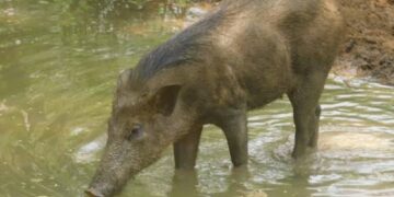 എലപ്പുള്ളിയിൽ കിണറ്റില്‍ വീണ കാട്ടുപന്നികളെ വെടിവെച്ച്‌ കൊന്നു.