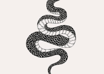 ഷൂസിനുള്ളില്‍ കിടന്ന വിഷപ്പാമ്പ് കടിച്ചു;