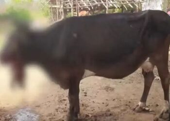 വായിലിരുന്ന് പടക്കം പൊട്ടി പശുവിന് ഗുരുതര പരിക്ക്