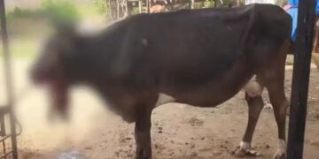 വായിലിരുന്ന് പടക്കം പൊട്ടി പശുവിന് ഗുരുതര പരിക്ക്