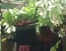 വീടിന് മുകളില്‍ മരം വീണ് വീട്ടമ്മയ്ക്ക് ഗുരുതര പരിക്ക്