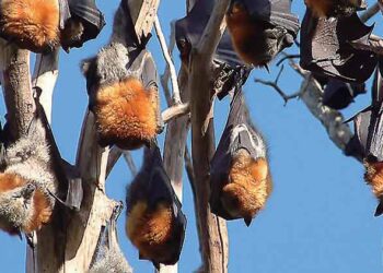 മണ്ണാർക്കാട് വവ്വാൽ ചത്തു വീണു; സാമ്‌ബിൾ പരിശോധനക്കയിച്ചു; ഭീതിയിൽ നാട്ടുകാർ