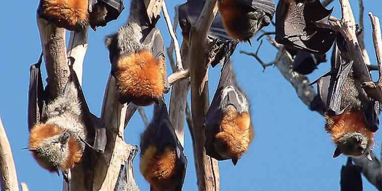 മണ്ണാർക്കാട് വവ്വാൽ ചത്തു വീണു; സാമ്‌ബിൾ പരിശോധനക്കയിച്ചു; ഭീതിയിൽ നാട്ടുകാർ