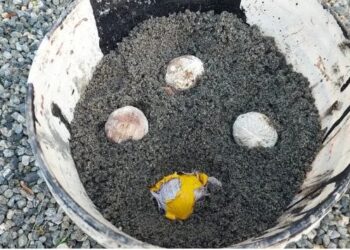 മേലാമുറി മൂത്താൻതറയിൽ സ്കൂൾ പരിസരത്ത് സ്ഫോടനം