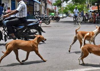 തെരുവുനായ്ക്കൾ  ആക്രമിച്ചു; ആറു വയസ്സുകാരനു ഗുരുതര പരുക്ക്.