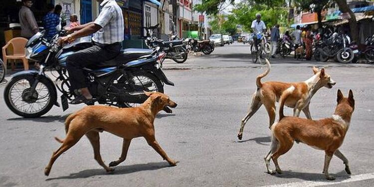 തെരുവുനായ്ക്കൾ  ആക്രമിച്ചു; ആറു വയസ്സുകാരനു ഗുരുതര പരുക്ക്.