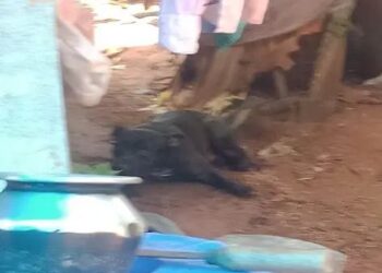 ആക്രമിക്കാൻ എത്തിയ വളർത്തുനായയുടെ കാല്‍ വെട്ടി നാട്ടുകാർ