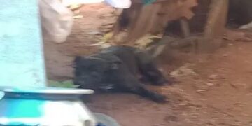 ആക്രമിക്കാൻ എത്തിയ വളർത്തുനായയുടെ കാല്‍ വെട്ടി നാട്ടുകാർ