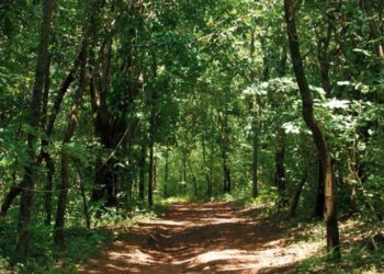 കടുവ സെൻസസിനിടെ വനത്തിൽ കുടുങ്ങിയ സംഘം തിരിച്ചെത്തി