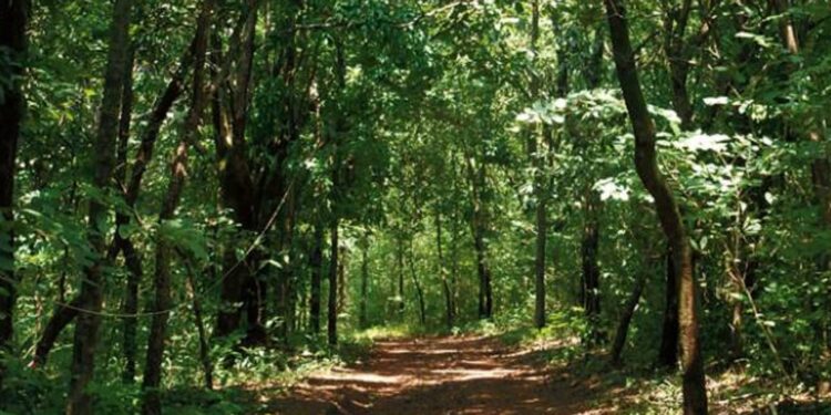 കടുവ സെൻസസിനിടെ വനത്തിൽ കുടുങ്ങിയ സംഘം തിരിച്ചെത്തി