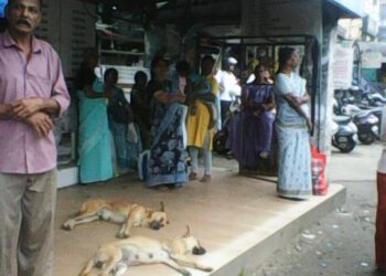 തെരുവുനായ്ക്കളുടെ വിശ്രമകേന്ദ്രമായി ഒലവക്കോട്ടെ കാത്തിരിപ്പു കേന്ദ്രങ്ങൾ