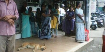 തെരുവുനായ്ക്കളുടെ വിശ്രമകേന്ദ്രമായി ഒലവക്കോട്ടെ കാത്തിരിപ്പു കേന്ദ്രങ്ങൾ
