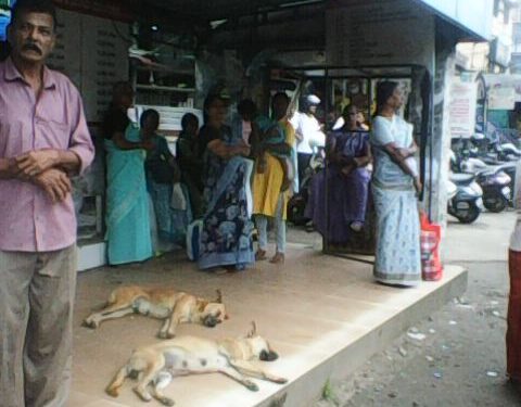 തെരുവുനായ്ക്കളുടെ വിശ്രമകേന്ദ്രമായി ഒലവക്കോട്ടെ കാത്തിരിപ്പു കേന്ദ്രങ്ങൾ