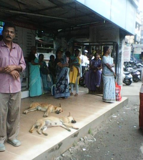തെരുവുനായ്ക്കളുടെ വിശ്രമകേന്ദ്രമായി ഒലവക്കോട്ടെ കാത്തിരിപ്പു കേന്ദ്രങ്ങൾ