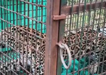 തച്ചമ്പാറയെ വിറപ്പിച്ച പുലി ഒടുവില്‍ കൂട്ടിലായി; ആശ്വാസത്തില്‍ നാട്ടുകാര്‍