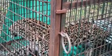 തച്ചമ്പാറയെ വിറപ്പിച്ച പുലി ഒടുവില്‍ കൂട്ടിലായി; ആശ്വാസത്തില്‍ നാട്ടുകാര്‍