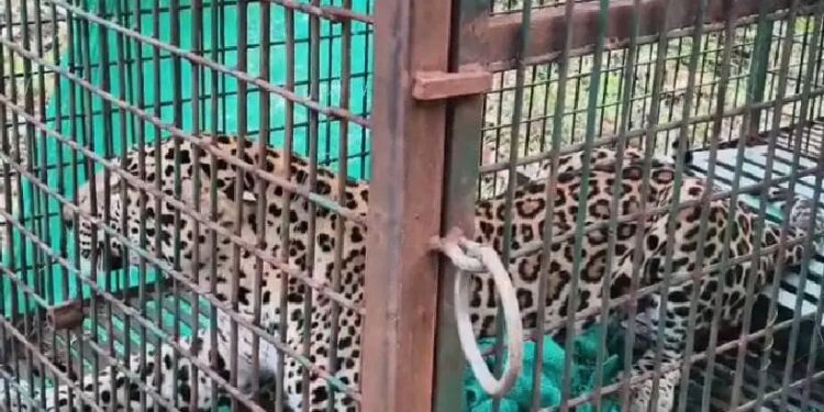 തച്ചമ്പാറയെ വിറപ്പിച്ച പുലി ഒടുവില്‍ കൂട്ടിലായി; ആശ്വാസത്തില്‍ നാട്ടുകാര്‍