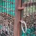 തച്ചമ്പാറയെ വിറപ്പിച്ച പുലി ഒടുവില്‍ കൂട്ടിലായി; ആശ്വാസത്തില്‍ നാട്ടുകാര്‍