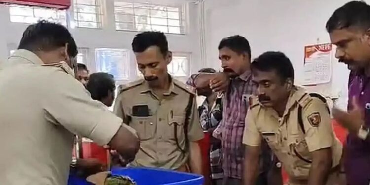 തപാലിൽ എത്തിയത് 7 കിലോ കഞ്ചാവ്;  സഹോദരങ്ങൾ പിടിയിൽ