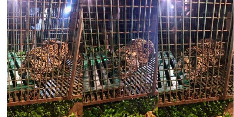 മണ്ണാർക്കാട് ഭീതി പരത്തിയ പുലിയെ പിടികൂടി; കുടുങ്ങിയത് പാലക്കയത്ത് വനം വകുപ്പ് സ്ഥാപിച്ച കൂട്ടിൽ