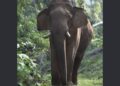 karimba ആദിവാസി ഉന്നതിയില്‍ കാട്ടാന ആക്രമണം;