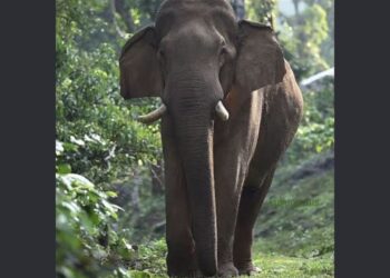 karimba ആദിവാസി ഉന്നതിയില്‍ കാട്ടാന ആക്രമണം;