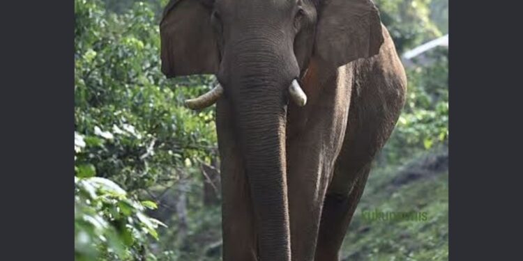 karimba ആദിവാസി ഉന്നതിയില്‍ കാട്ടാന ആക്രമണം;