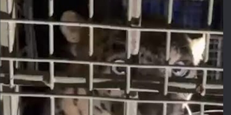 അകത്തേത്തറയില്‍ വനംവകുപ്പ് സ്ഥാപിച്ച കൂട്ടില്‍ പുലി കുടുങ്ങി
